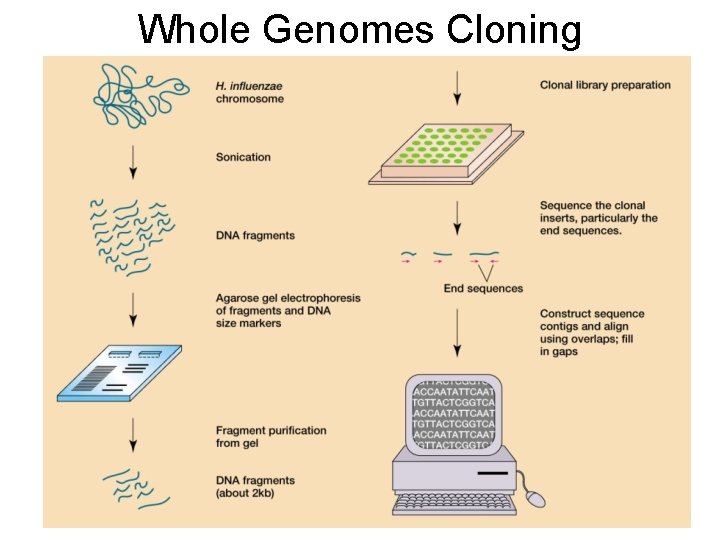 Whole Genomes Cloning 