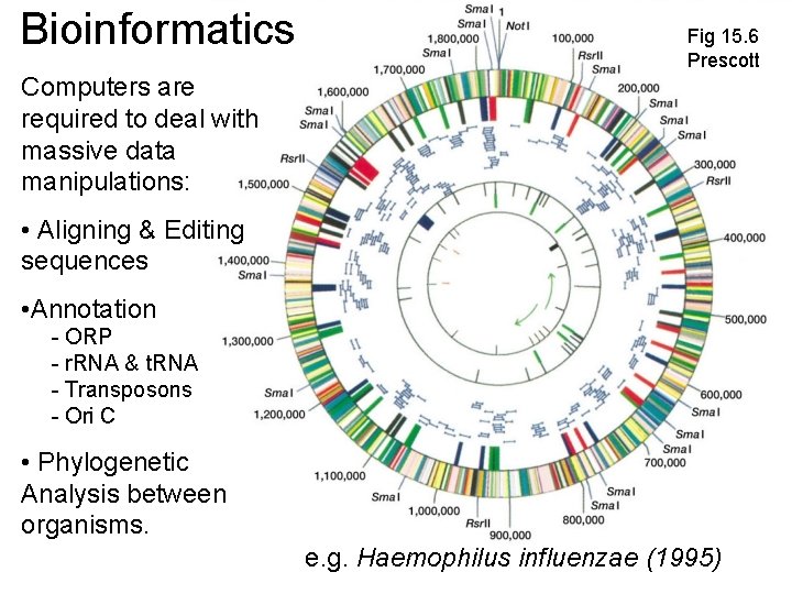 Bioinformatics Fig 15. 6 Prescott Computers are required to deal with massive data manipulations: