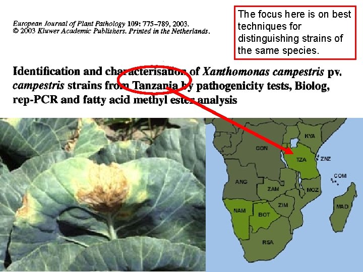 The focus here is on best techniques for distinguishing strains of the same species.