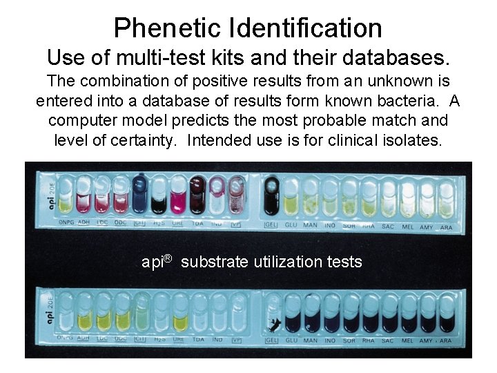Phenetic Identification Use of multi-test kits and their databases. The combination of positive results