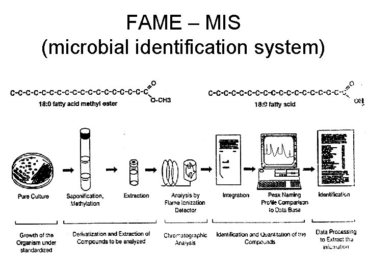 FAME – MIS (microbial identification system) 