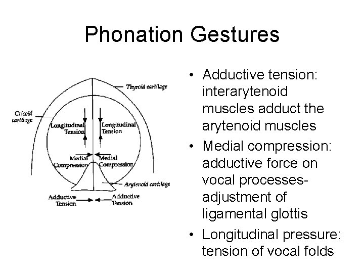 Phonation Gestures • Adductive tension: interarytenoid muscles adduct the arytenoid muscles • Medial compression: