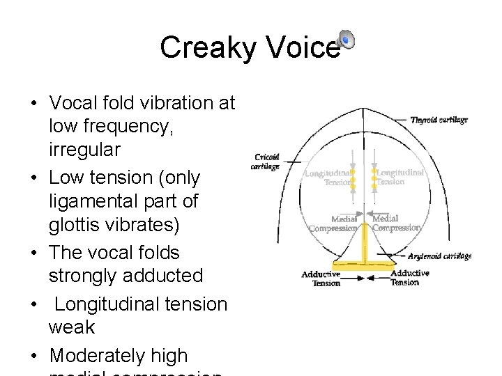 Creaky Voice • Vocal fold vibration at low frequency, irregular • Low tension (only