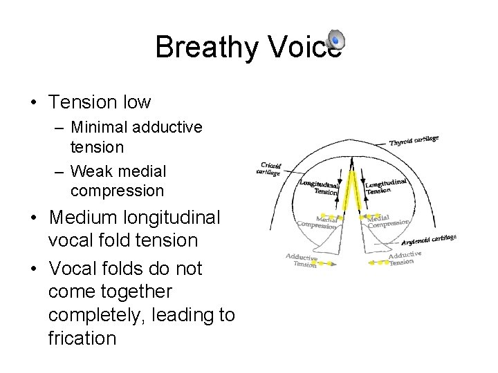 Breathy Voice • Tension low – Minimal adductive tension – Weak medial compression •