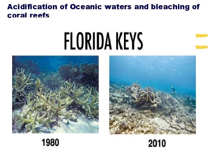 Acidification of Oceanic waters and bleaching of coral reefs 