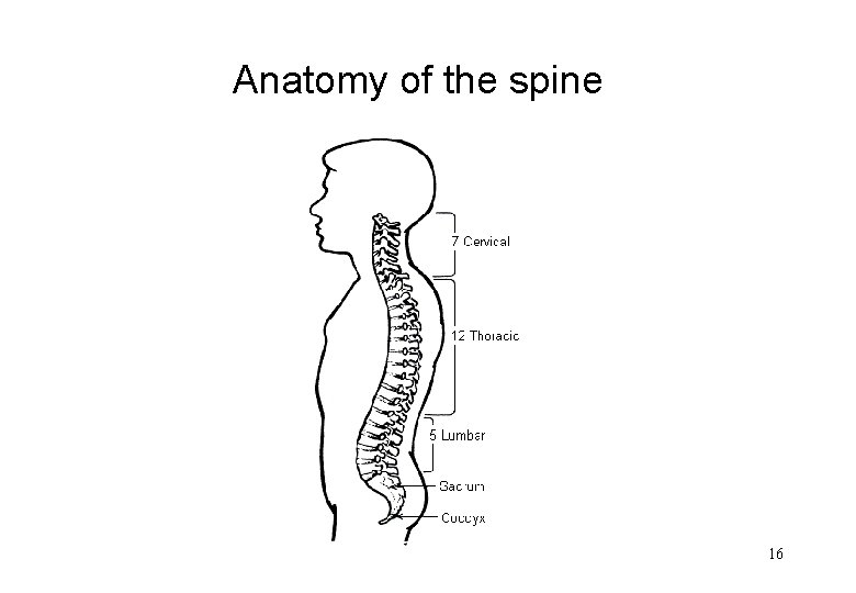 Anatomy of the spine 16 