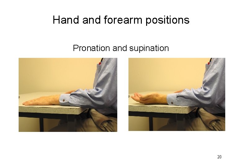 Hand forearm positions Pronation and supination 20 