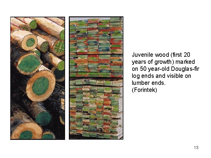 Juvenile wood (first 20 years of growth) marked on 50 year-old Douglas-fir log ends