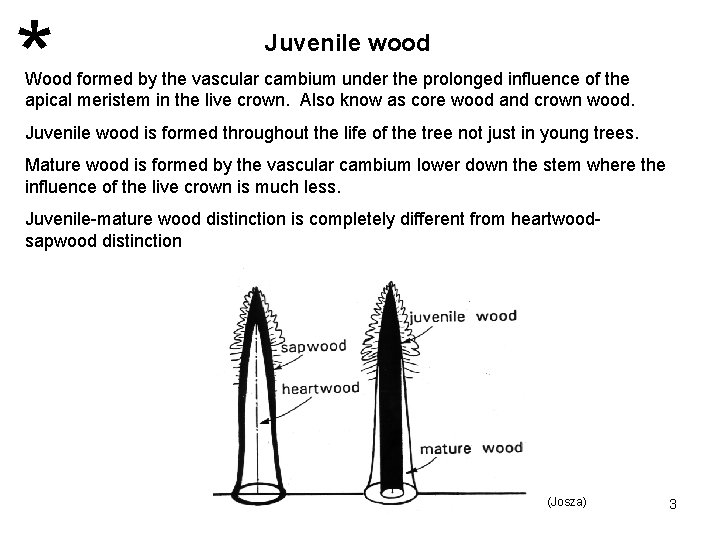 * Juvenile wood Wood formed by the vascular cambium under the prolonged influence of