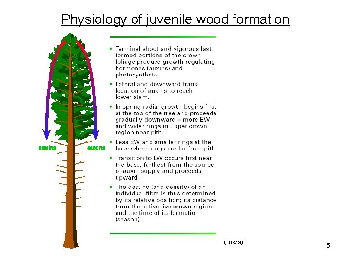 Physiology of juvenile wood formation (Josza) 5 