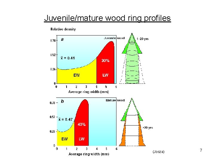 Juvenile/mature wood ring profiles (Josza) 7 