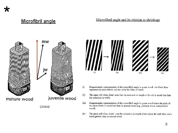 * Microfibril angle mw jw (Josza) 8 