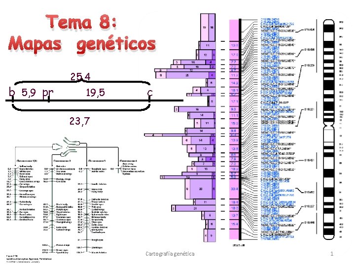 Tema 8: Mapas genéticos b 5, 9 pr 25, 4 19, 5 c 23,