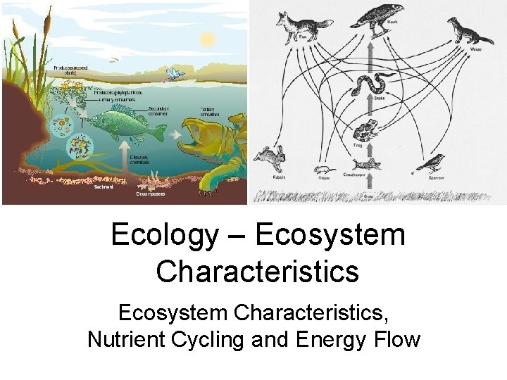 Ecology – Ecosystem Characteristics, Nutrient Cycling and Energy Flow 