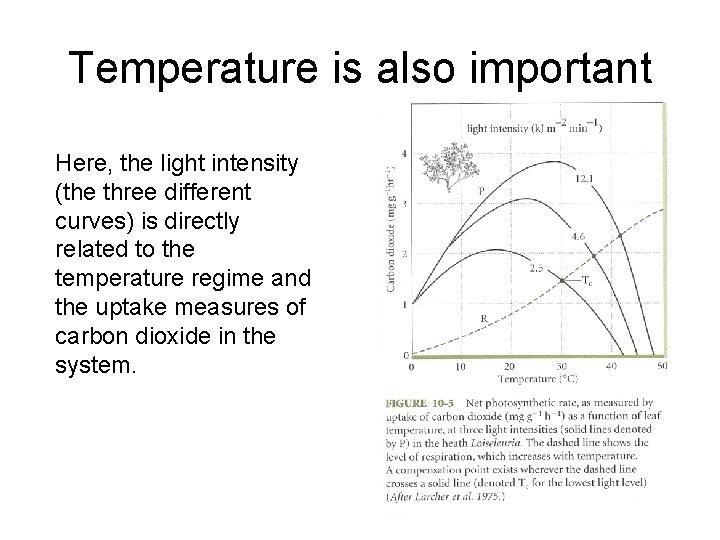 Temperature is also important Here, the light intensity (the three different curves) is directly