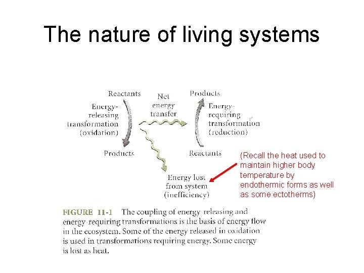 The nature of living systems (Recall the heat used to maintain higher body temperature