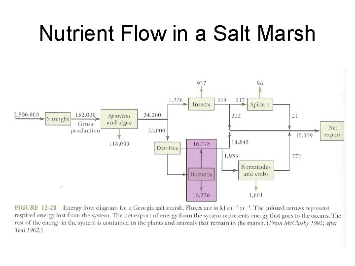 Nutrient Flow in a Salt Marsh 