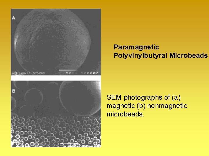 Paramagnetic Polyvinylbutyral Microbeads SEM photographs of (a) magnetic (b) nonmagnetic microbeads. 
