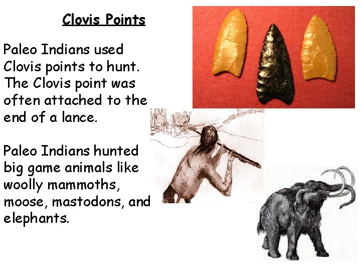 Clovis Points Paleo Indians used Clovis points to hunt. The Clovis point was often