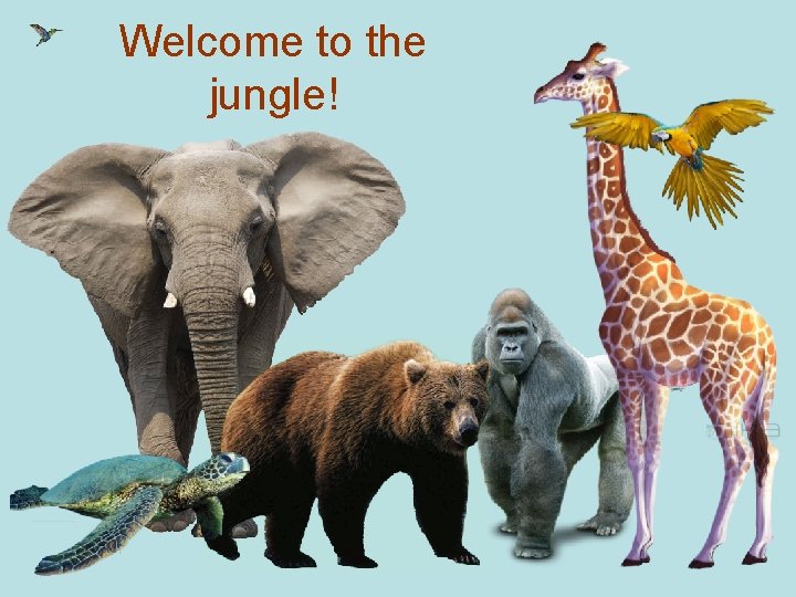 Welcome to the jungle! 