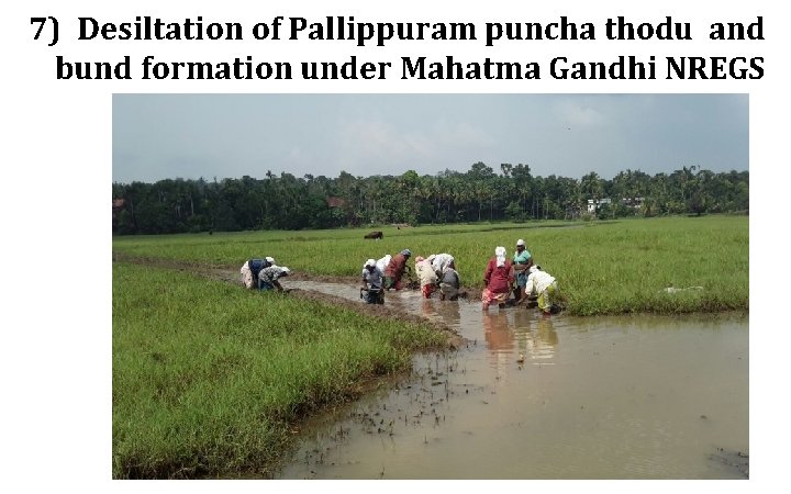 7) Desiltation of Pallippuram puncha thodu and bund formation under Mahatma Gandhi NREGS 