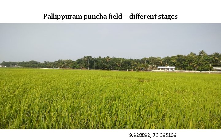 Pallippuram puncha field – different stages 9. 928892, 76. 395159 