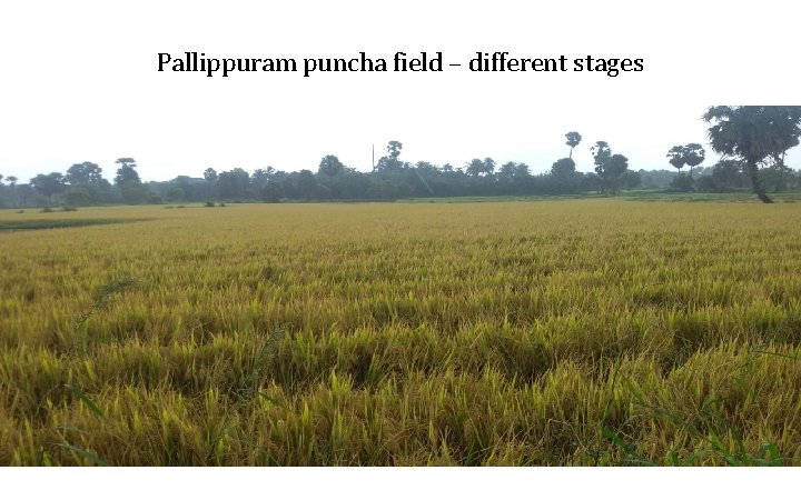 Pallippuram puncha field – different stages 