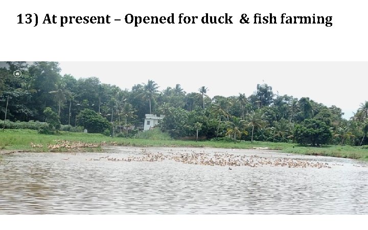 13) At present – Opened for duck & fish farming 