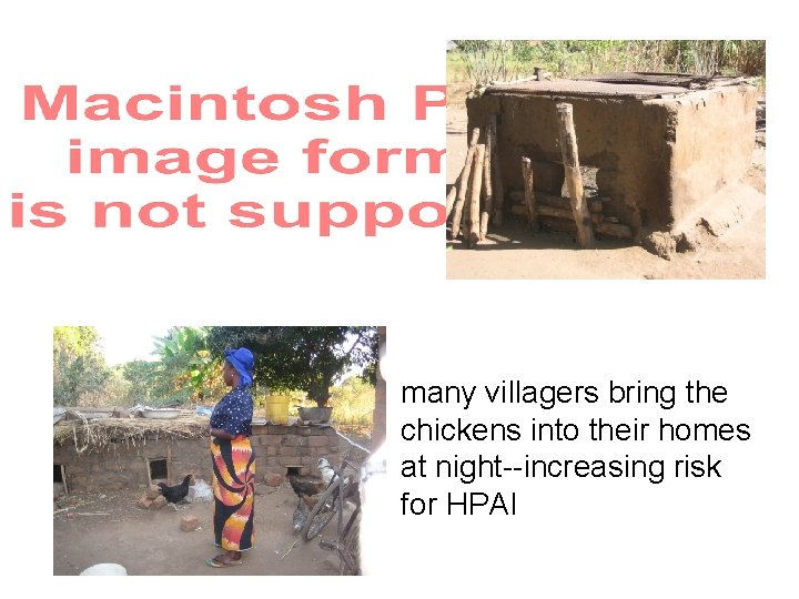 many villagers bring the chickens into their homes at night--increasing risk for HPAI 