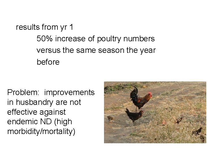 results from yr 1 50% increase of poultry numbers versus the same season the