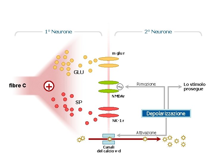 1° Neurone 2° Neurone m glu r GLU fibre C + Mg Rimozione Lo 1° Neurone 2° Neurone m glu r GLU fibre C + Mg Rimozione Lo