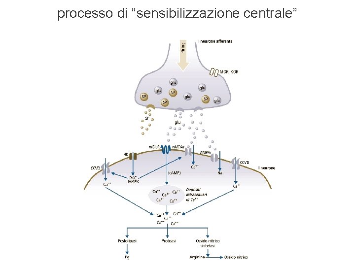 processo di “sensibilizzazione centrale” processo di “sensibilizzazione centrale”