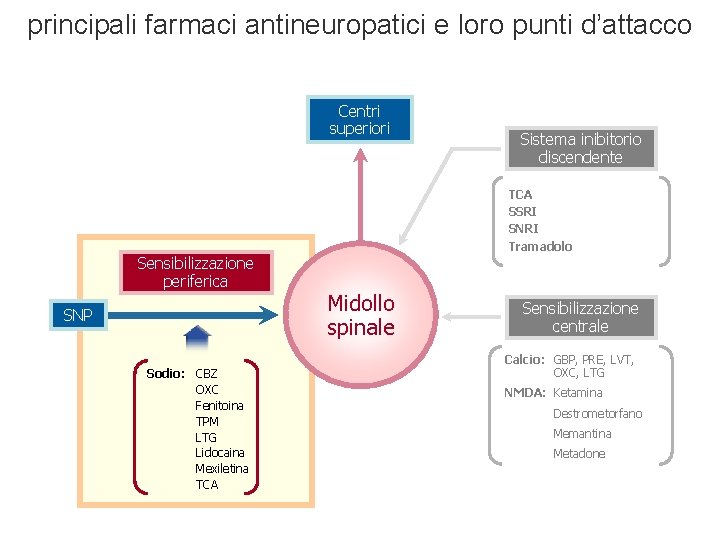 principali farmaci antineuropatici e loro punti d’attacco Centri superiori Sistema inibitorio discendente TCA SSRI principali farmaci antineuropatici e loro punti d’attacco Centri superiori Sistema inibitorio discendente TCA SSRI