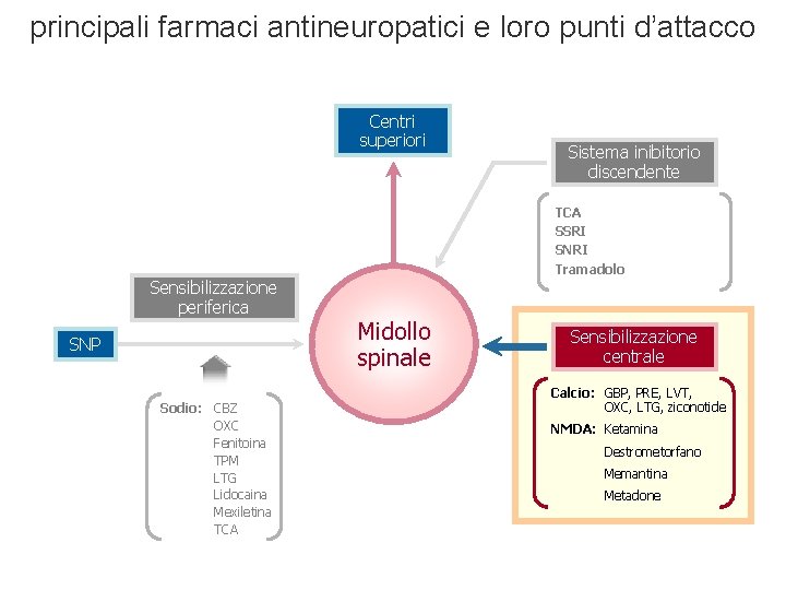 principali farmaci antineuropatici e loro punti d’attacco Centri superiori Sistema inibitorio discendente TCA SSRI principali farmaci antineuropatici e loro punti d’attacco Centri superiori Sistema inibitorio discendente TCA SSRI