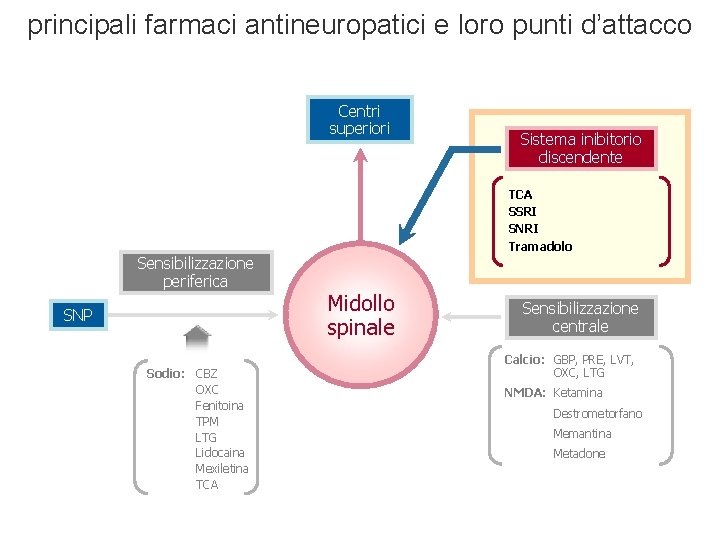 principali farmaci antineuropatici e loro punti d’attacco Centri superiori Sistema inibitorio discendente TCA SSRI principali farmaci antineuropatici e loro punti d’attacco Centri superiori Sistema inibitorio discendente TCA SSRI