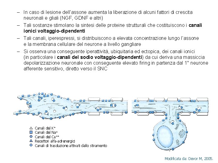 – In caso di lesione dell’assone aumenta la liberazione di alcuni fattori di crescita – In caso di lesione dell’assone aumenta la liberazione di alcuni fattori di crescita