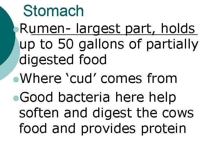 Stomach l. Rumen- largest part, holds up to 50 gallons of partially digested food