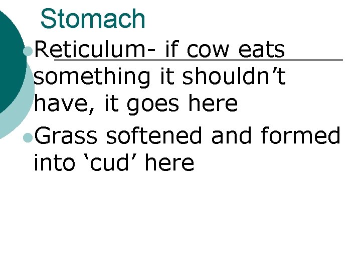 Stomach l. Reticulum- if cow eats something it shouldn’t have, it goes here l.