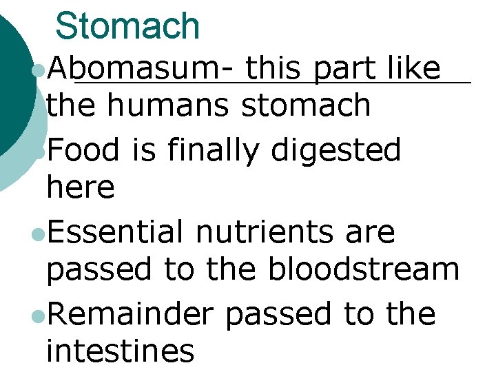 Stomach l. Abomasum- this part like the humans stomach l. Food is finally digested