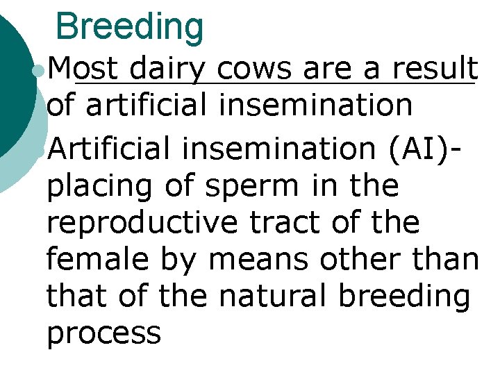 Breeding l. Most dairy cows are a result of artificial insemination l. Artificial insemination