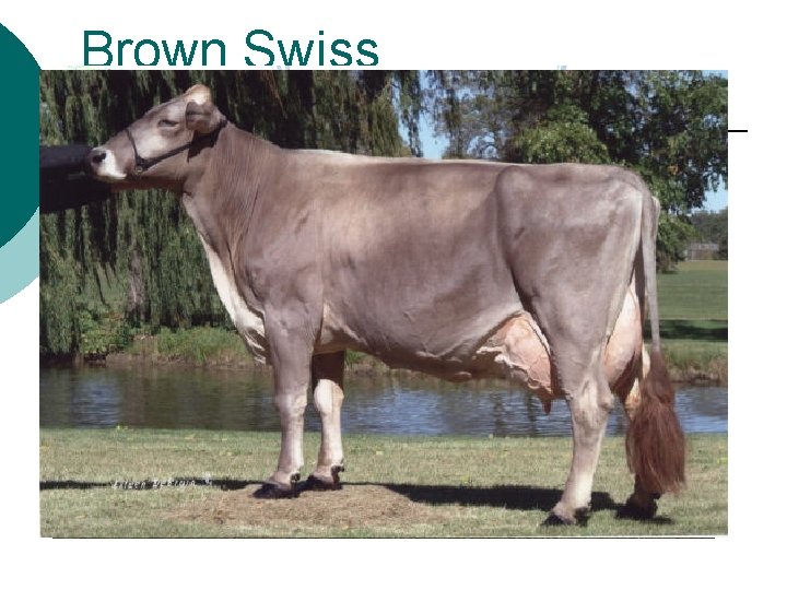 Brown Swiss 