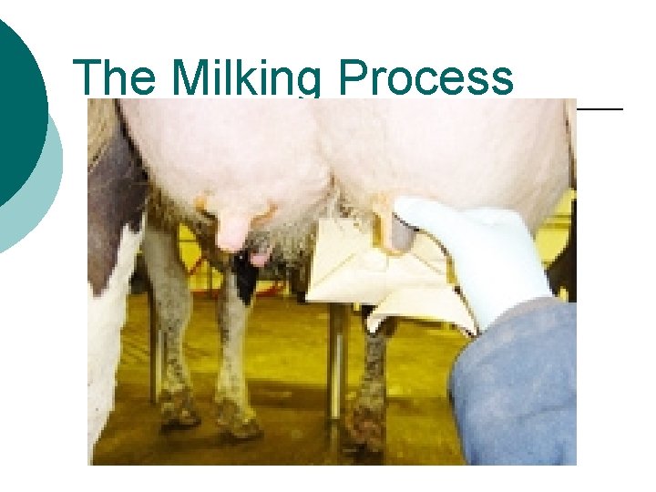 The Milking Process 