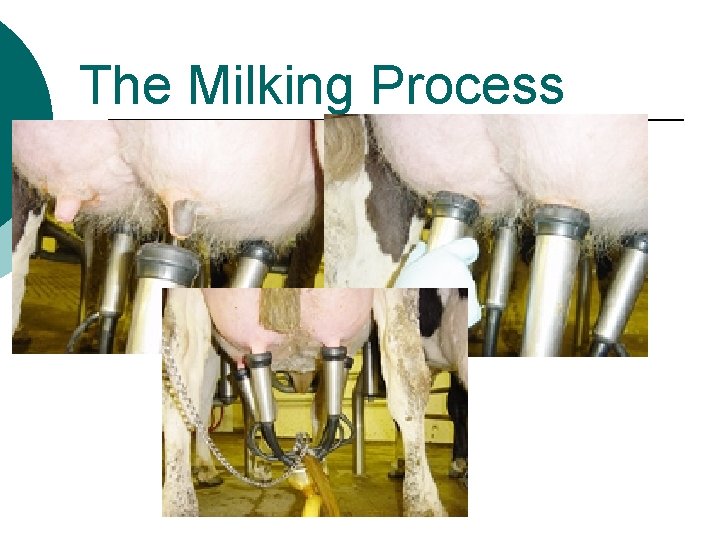 The Milking Process 