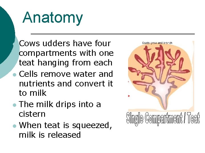 Anatomy Cows udders have four compartments with one teat hanging from each l Cells