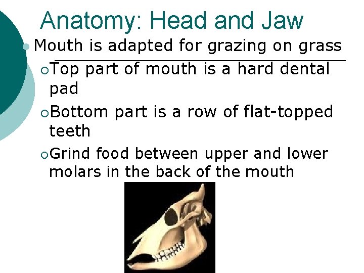 Anatomy: Head and Jaw l Mouth is adapted for grazing on grass ¡Top part
