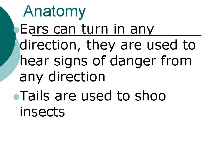Anatomy l. Ears can turn in any direction, they are used to hear signs