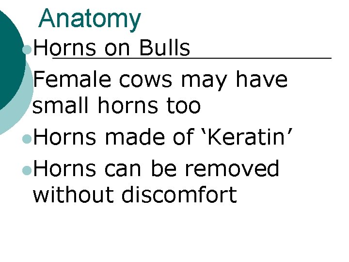 Anatomy l. Horns on Bulls l. Female cows may have small horns too l.