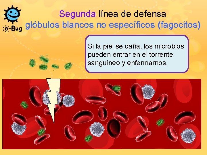 Segunda línea de defensa glóbulos blancos no específicos (fagocitos) Si la piel se daña,