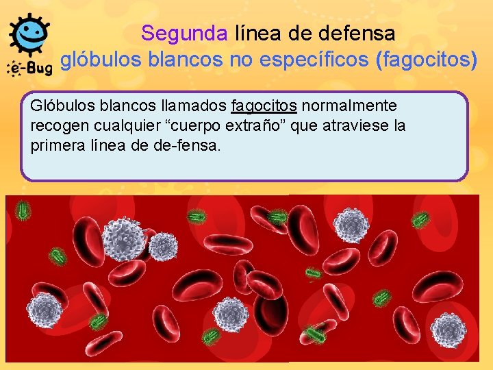 Segunda línea de defensa glóbulos blancos no específicos (fagocitos) Glóbulos blancos llamados fagocitos normalmente