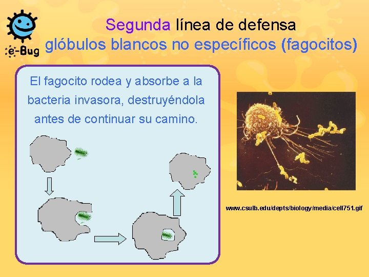 Segunda línea de defensa glóbulos blancos no específicos (fagocitos) El fagocito rodea y absorbe